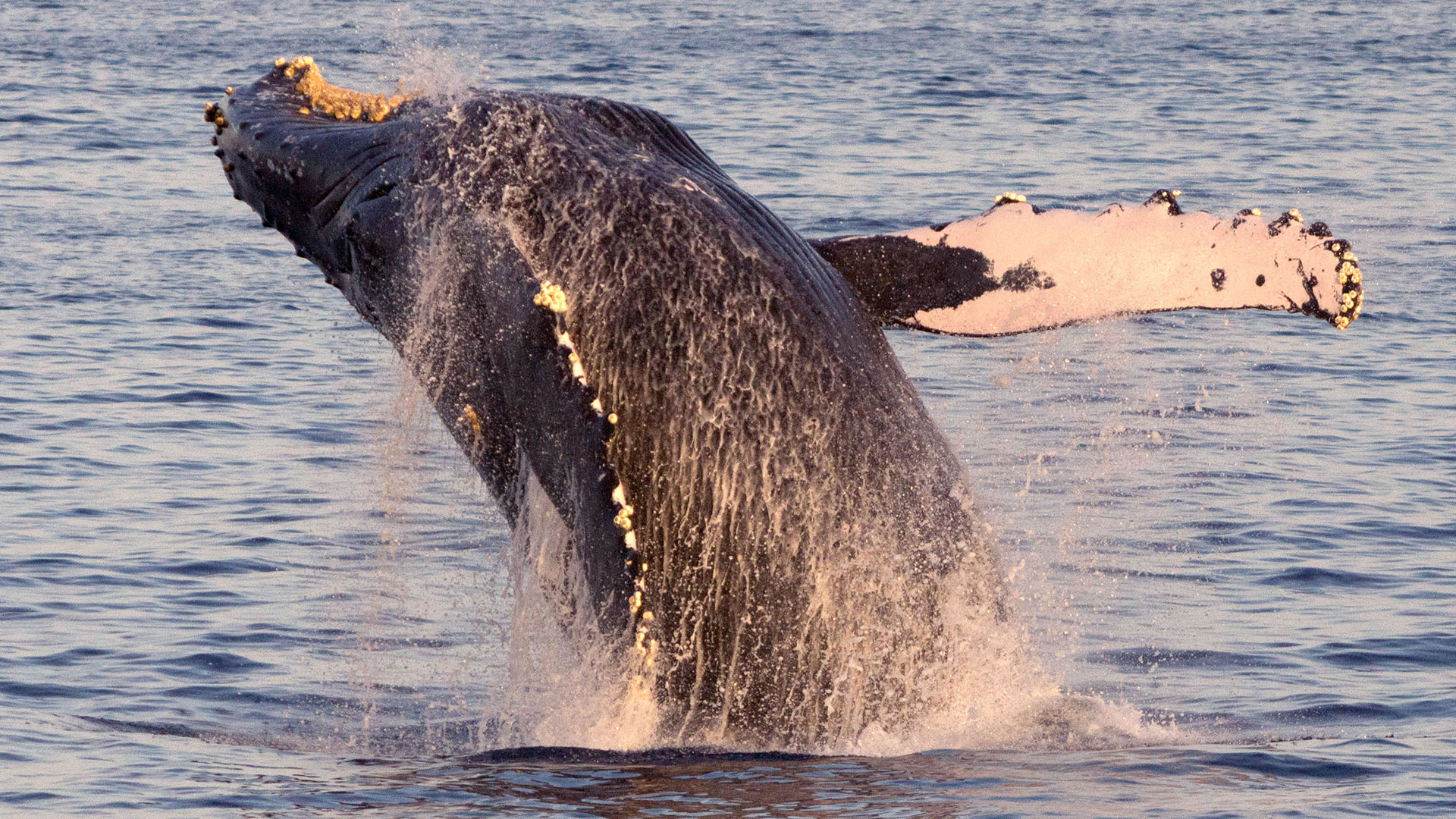 Road Trip to See Whales